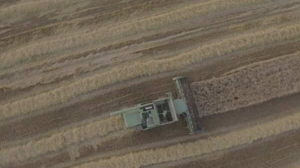 Luchtfoto combineren een gebied van de tarwe oogsten. — Stockvideo