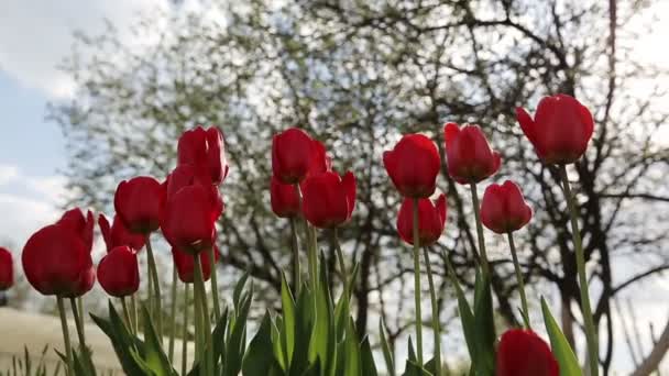 Red tulip in the garden. — Stock Video