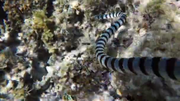 Pruhované mořského hada v moři — Stock video