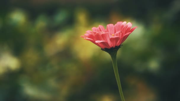 Hermosa flor silvestre roja — Vídeo de stock