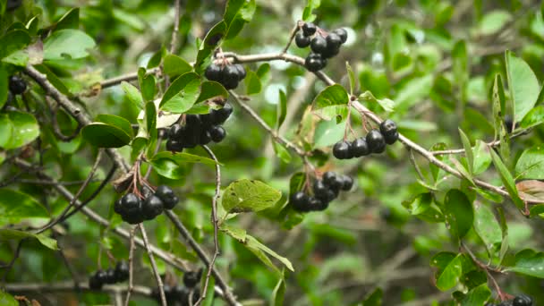 Chokeberry branch in autumn. — Stockvideo