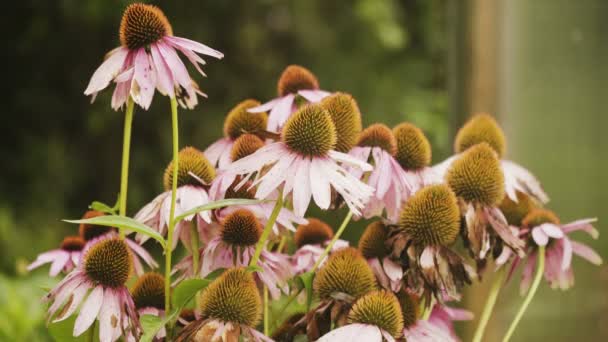 Blumen im Garten. — Stockvideo