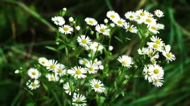 Margherita in giardino in una giornata estiva . — Video Stock