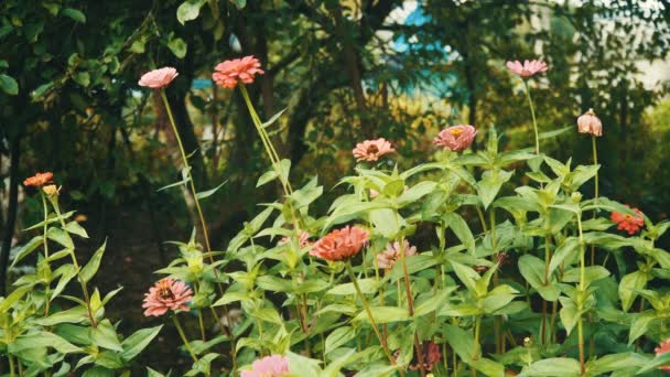 Bloemen in de tuin. — Stockvideo