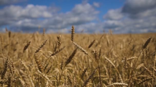 Close up van tarwe oren in veld. — Stockvideo