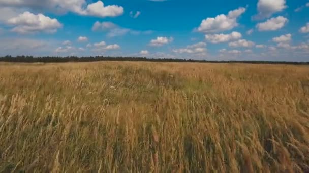 Campo verde aéreo y cielo azul con nubes . — Vídeo de stock