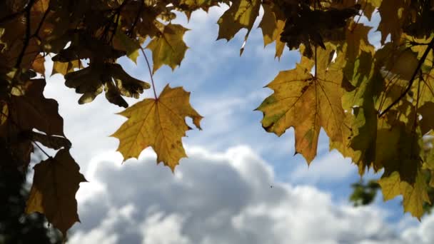 Herbstlandschaft mit Bäumen und Blättern. — Stockvideo