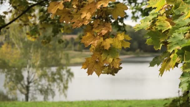 Herbstlandschaft mit Bäumen und Blättern. — Stockvideo