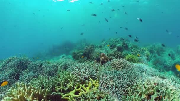 Recifes de coral e peixes tropicais. Panglao, Filipinas. 4k vídeo. — Vídeo de Stock