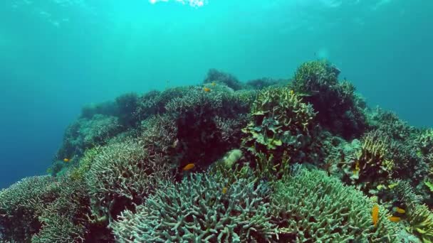 Koraalrif met vis onder water. Bohol, Filippijnen. 4k video. — Stockvideo