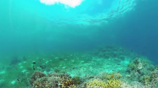 Korallrev och tropisk fisk. Bohol, Filippinerna. 4k-video. — Stockvideo