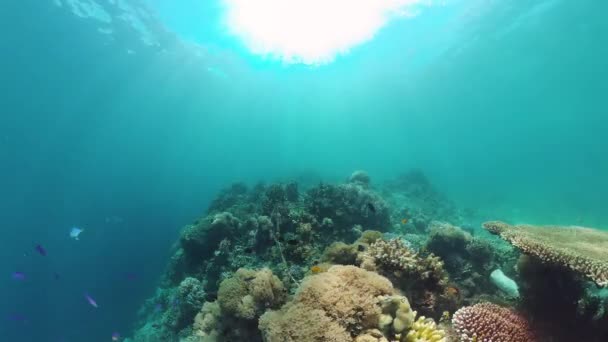 Підводний світ коралових рифів. Панглао, Філіппіни. 4k відео. — стокове відео