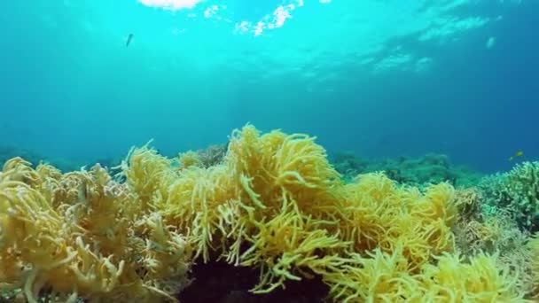 Koraalrif en tropische vissen onder water. Bohol, Panglao, Filippijnen. 4k video. — Stockvideo