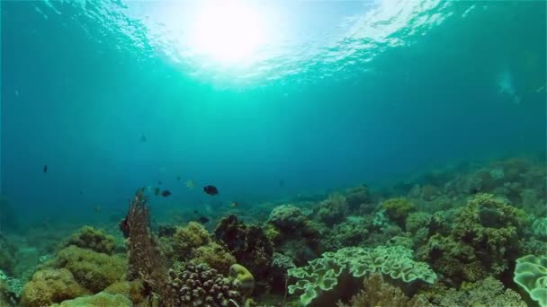 Le monde sous-marin d'un récif corallien. Philippines. — Video