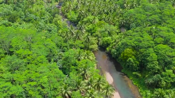 Floden i regnskogen. Filippinerna, Mindanao. — Stockvideo
