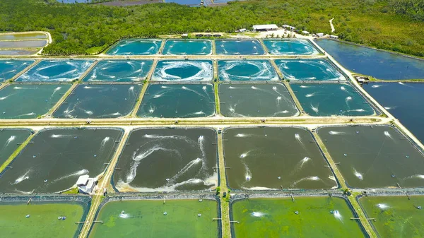 The Shrimp farming in Philippines. — Stock Photo, Image