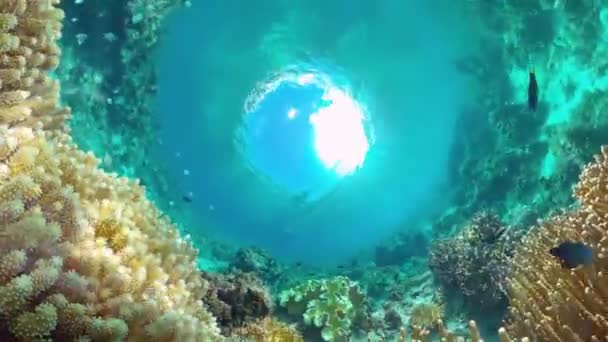 Arrecife de coral con peces bajo el agua. Bohol, Filipinas. — Vídeos de Stock