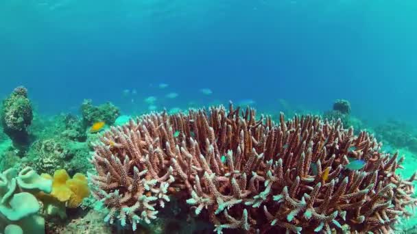珊瑚礁和热带鱼。Bohol，菲律宾. — 图库视频影像