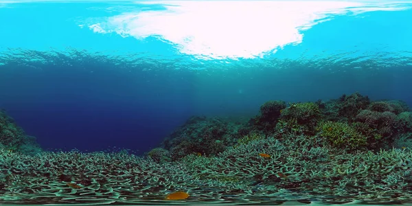 O mundo subaquático de um recife de coral 360VR. — Fotografia de Stock