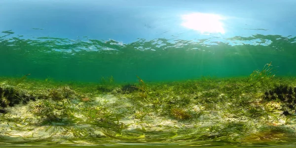 Ouriços do mar na água limpa. — Fotografia de Stock