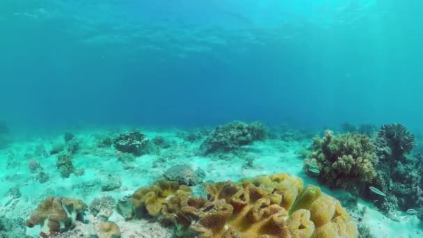 Récif corallien et poissons tropicaux. Bohol, Philippines. — Video