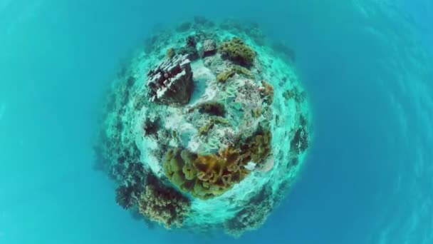 Arrecife de coral y peces tropicales bajo el agua. Panglao, Filipinas. — Vídeo de stock