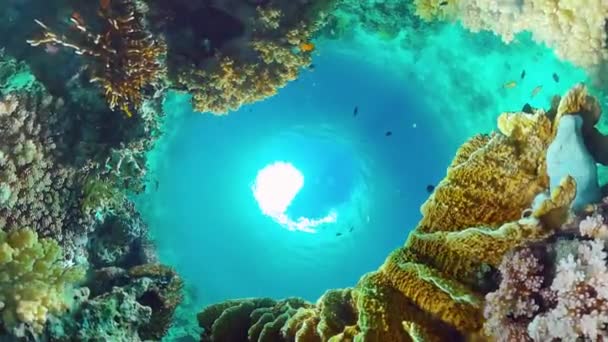 Recifes de corais e peixes tropicais subaquáticos. Bohol, Panglao, Filipinas. — Vídeo de Stock