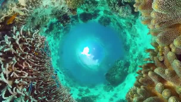 Barriera corallina con pesci sott'acqua. Bohol, Filippine. — Video Stock