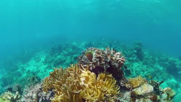 Korallrev och tropisk fisk under vatten. Bohol, Panglao, Filippinerna. — Stockvideo
