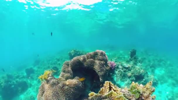 Recifes de coral e peixes tropicais. Bohol, Filipinas. — Vídeo de Stock