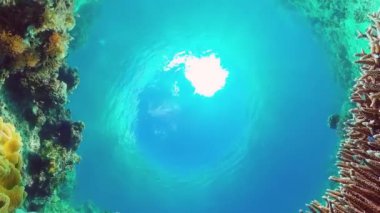 Mercan resifi ve tropikal balıklar su altında. Bohol, Panglao, Filipinler.