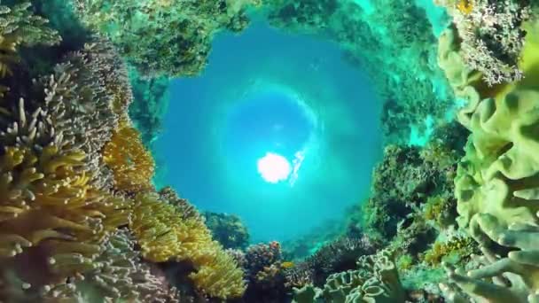 Recifes de coral e peixes tropicais. Bohol, Filipinas. — Vídeo de Stock
