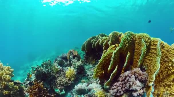 Arrecife de coral y peces tropicales. Bohol, Filipinas. — Vídeos de Stock