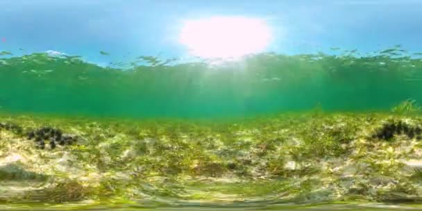 Ricci di mare nell'acqua limpida. Vista a 360 gradi. — Video Stock