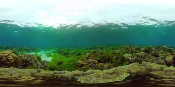 Undervattensvärlden av ett korallrev 360VR. — Stockvideo