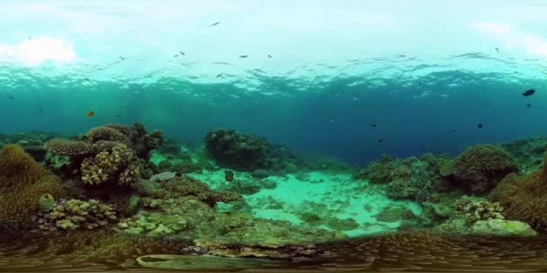 Recifes de corais com peixes subaquáticos 360VR. Panglao, Filipinas — Vídeo de Stock