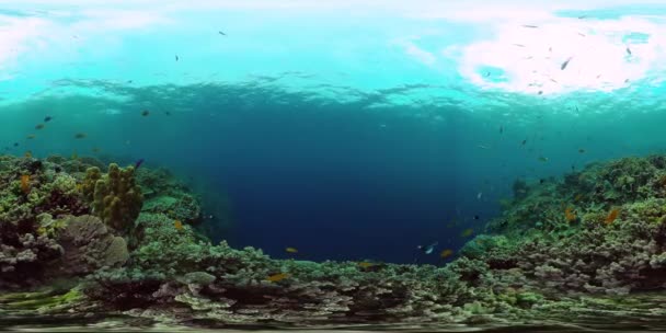 Κοραλλιογενής ύφαλος και τροπικά ψάρια 360VR. Panglao, Φιλιππίνες — Αρχείο Βίντεο