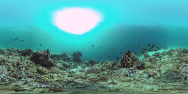 Die Unterwasserwelt eines Korallenriffs 360VR. — Stockvideo