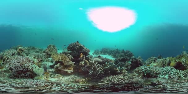 珊瑚礁和热带鱼水下360VR 。Panglao，菲律宾 — 图库视频影像