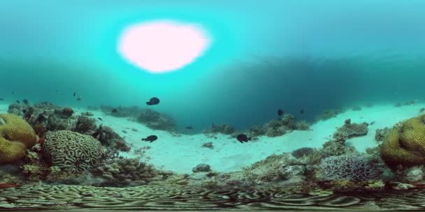 珊瑚礁的水下世界360VR. — 图库视频影像
