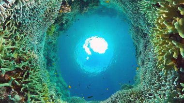 Mercan kayalıkları ve tropikal balıklar. Bohol, Filipinler.