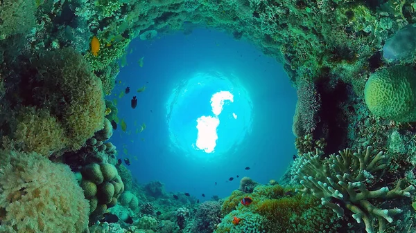 Ο υποβρύχιος κόσμος ενός κοραλλιογενή υφάλου. Panglao, Φιλιππίνες. — Φωτογραφία Αρχείου