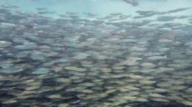 Denizde sardalya sürüsü. Bohol, Filipinler.