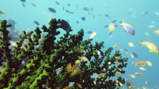 산호초와 열대어입니다. 필리핀, 레이테. — 비디오