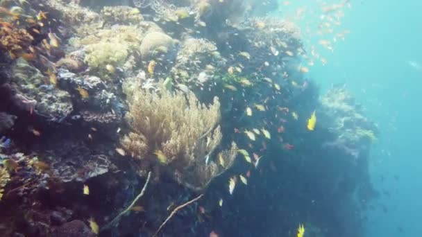 Arrecife de coral y peces tropicales bajo el agua. Leyte, Filipinas. — Vídeos de Stock