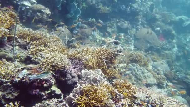 Korallrev och tropisk fisk under vatten. Leyte, Filippinerna. — Stockvideo