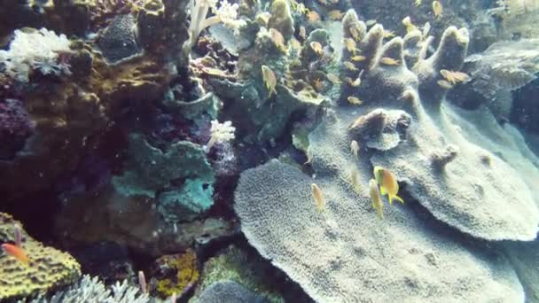 水下有鱼的珊瑚礁。Leyte，菲律宾. — 图库视频影像