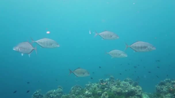 Ένα κοπάδι σαρδέλες στη θάλασσα. Bohol, Φιλιππίνες. — Αρχείο Βίντεο