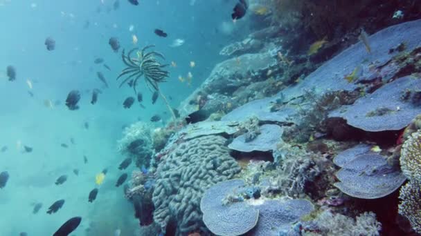 Koraalrif en tropische vissen. Leyte, Filipijnen. — Stockvideo