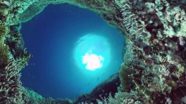 Mercan resifi ve tropikal balıklar su altında. Bohol, Panglao, Filipinler. 4k video.